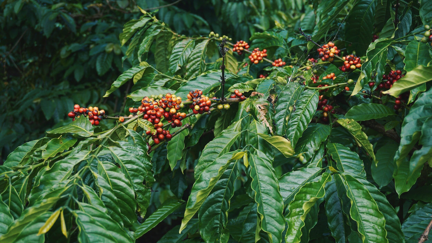 Learn How to Better Taste Your Coffee